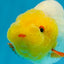 Sunny Lemonhead Lionchu Male 4-4.5 inches #072525LC_04