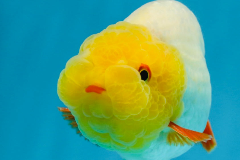 Sunny Lemonhead Lionchu Male 4-4.5 inches #072525LC_04