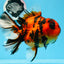 AAA Grade Special Tiger Oranda Female 6.5 inches #0913OR_19