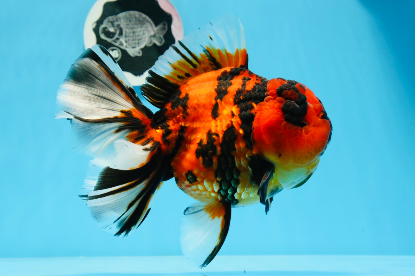 AAA Grade Special Tiger Oranda Female 6.5 inches #0913OR_19