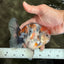 A Grade Calcio  Oranda Male 5 inches #080726OR_22