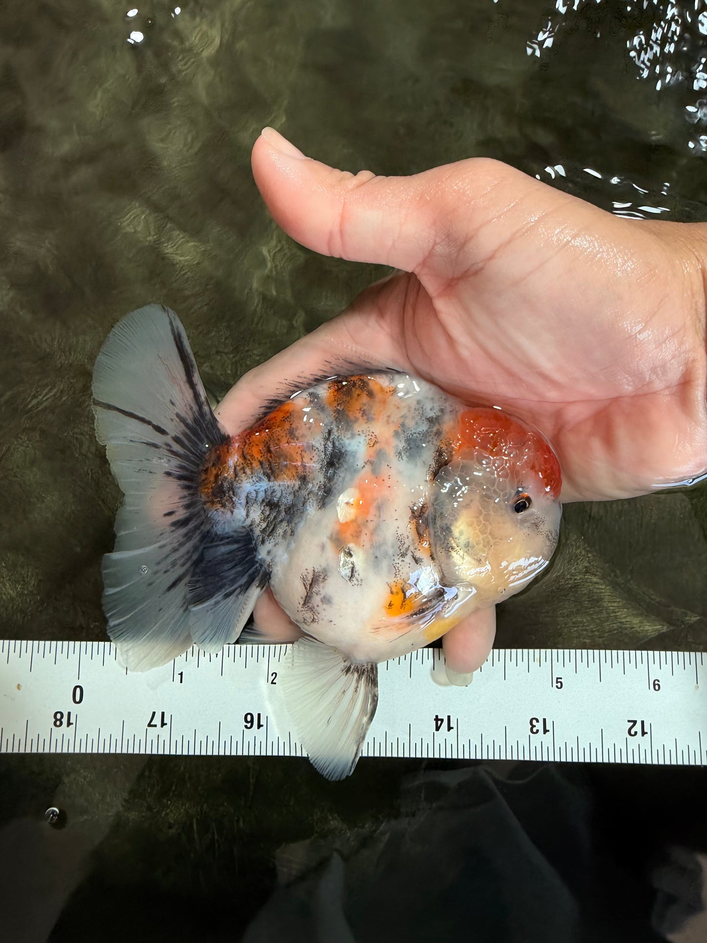 A Grade Calcio  Oranda Male 5 inches #080726OR_22