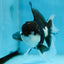 CHONKY Panda Oranda Male 5.5 inches #091225OR_24