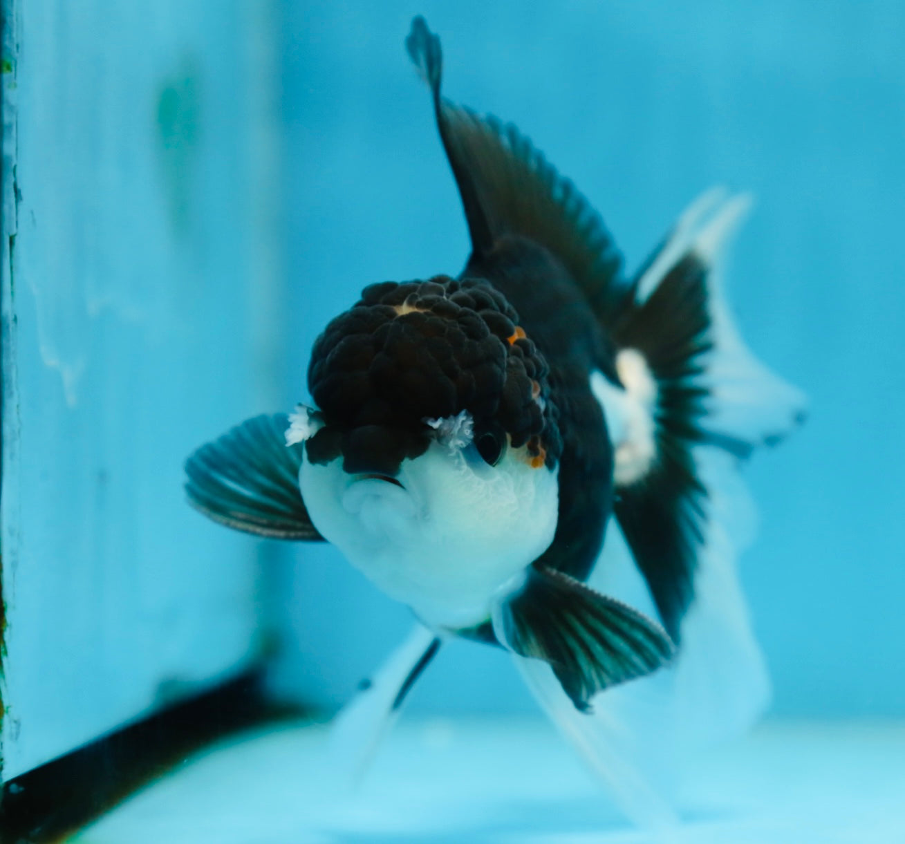 CHONKY Panda Oranda Male 5.5 inches #091225OR_24