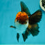 A Grade Lava Head Tricolor Oranda Male 5.5 inches #110824OR_07