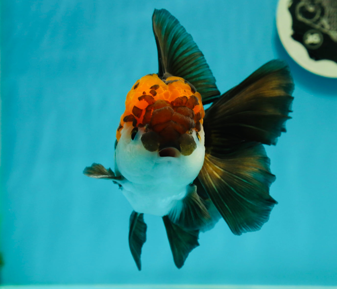 A Grade Lava Head Tricolor Oranda Male 5.5 inches #110824OR_07