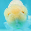 🐣 New Baby Lemonhead Snow White Lionchu Female 3.5 inches #0223LC_10