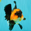 CHUBBY A Grade Apache Oranda Female 6 inches #071726OR_17