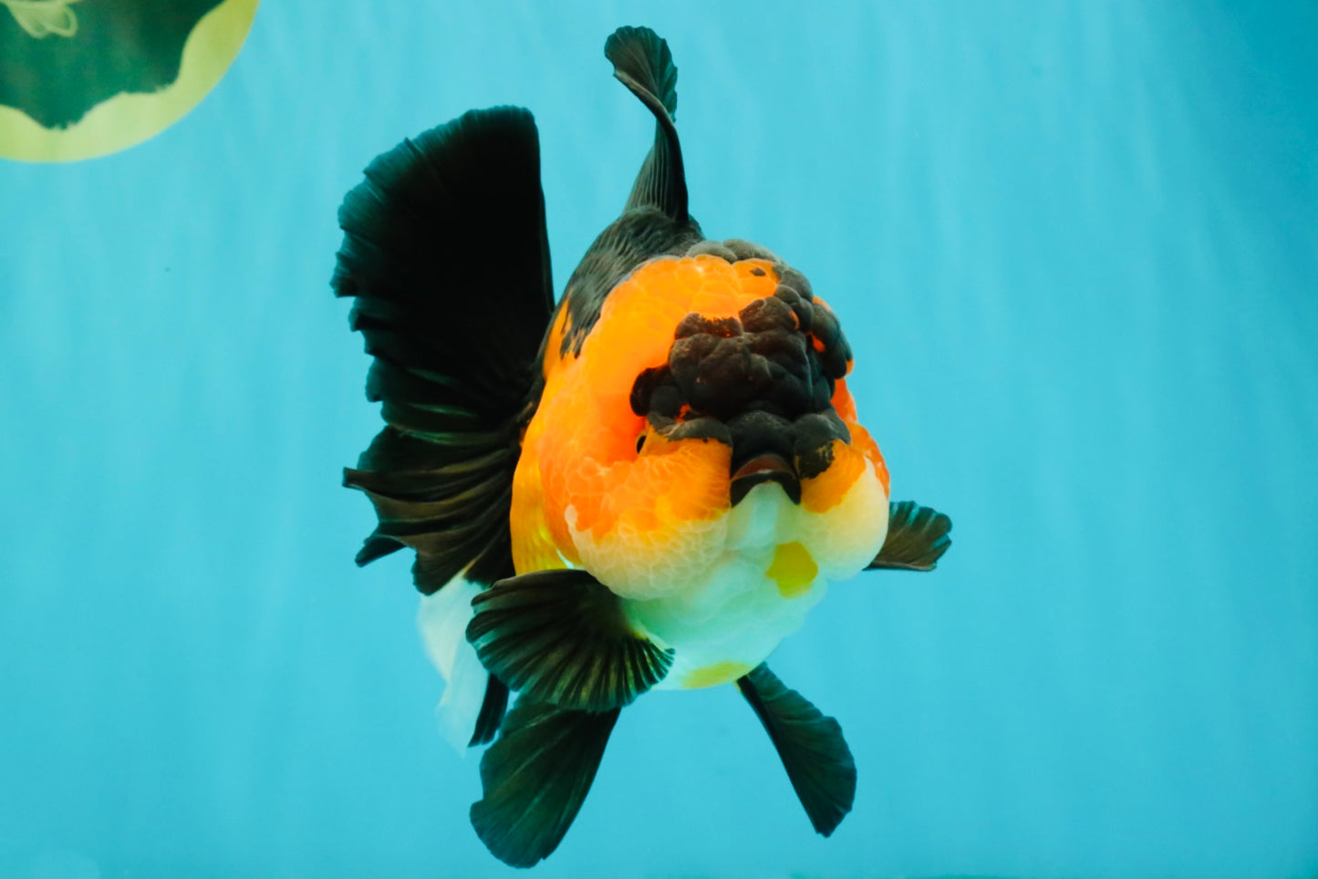 CHUBBY A Grade Apache Oranda Female 6 inches #071726OR_17