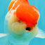 A Grade Super Chubby Cheeks Red White Oranda Male 6 inches #0216OR_02