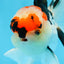 AAA Grade Tricolor Oranda Male 4.5 inches #0913OR_09