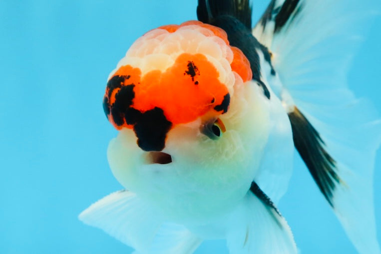 AAA Grade Tricolor Oranda Male 4.5 inches #0913OR_09