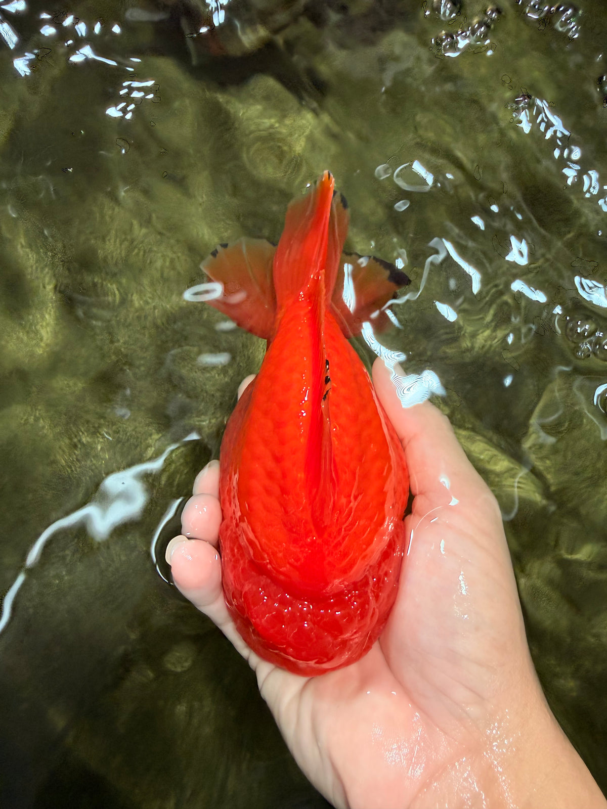 TOMATO A Grade Solid Red Yuanbao Male 5.5-6 inches #100226YB_10