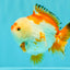 AAA Grade Red White Yuanbao Male 4.5-5 inches #082126YB_26