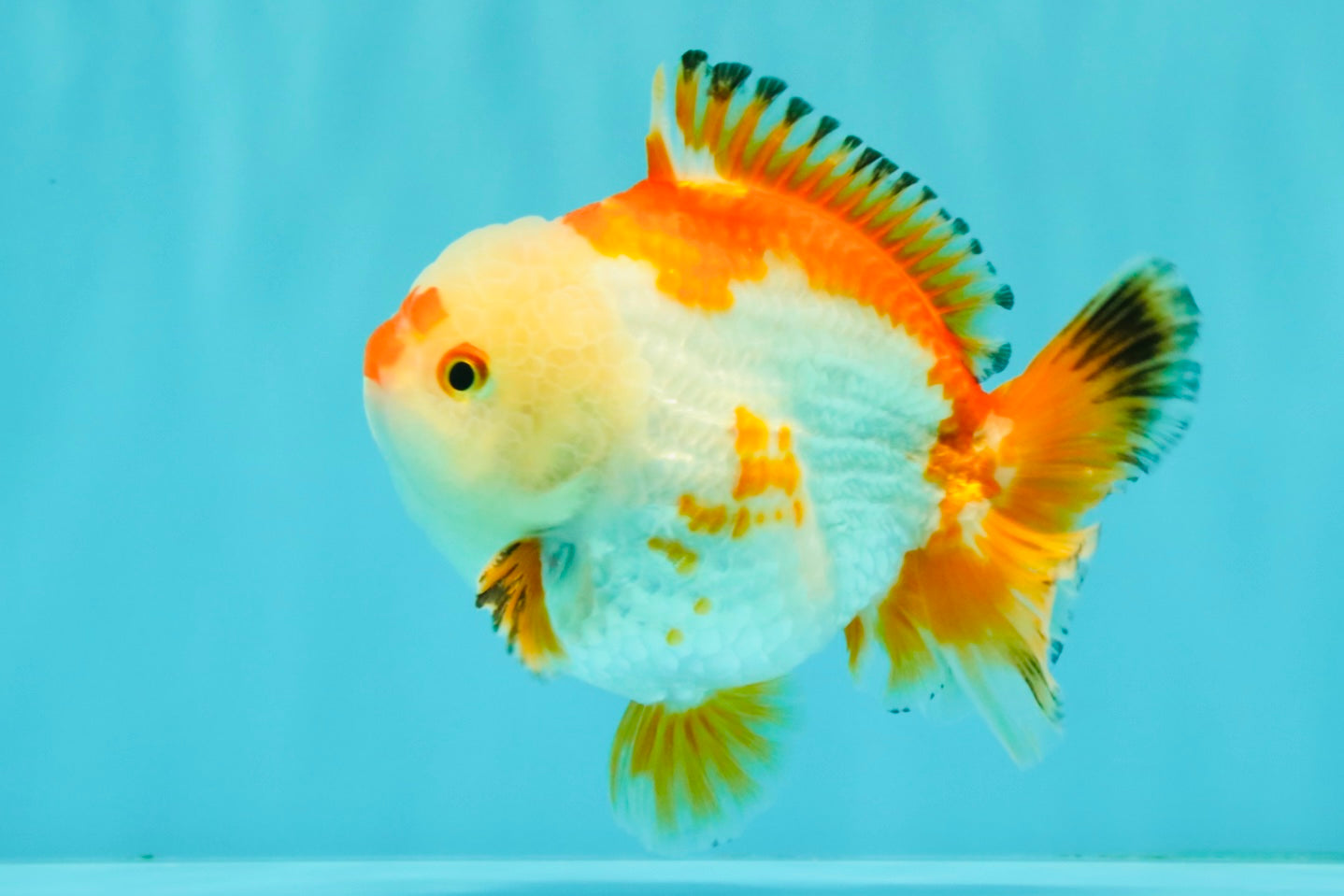 AAA Grade Red White Yuanbao Male 4.5-5 inches #082126YB_26