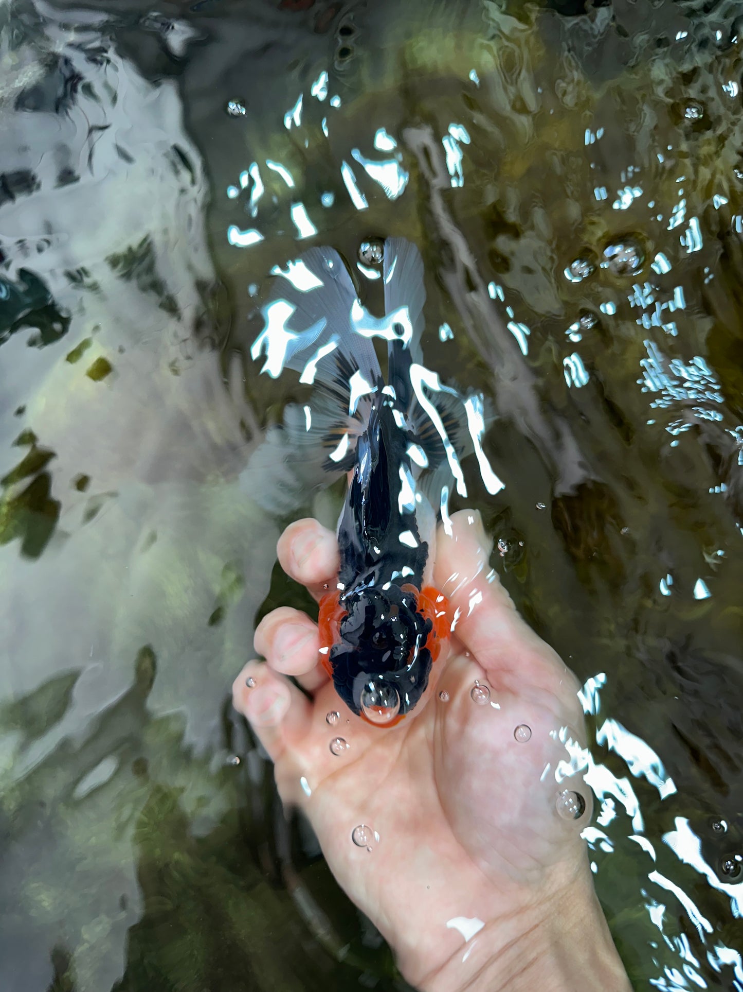 A Grade Tricolor Oranda Male 5.5 inches #051625OR_30