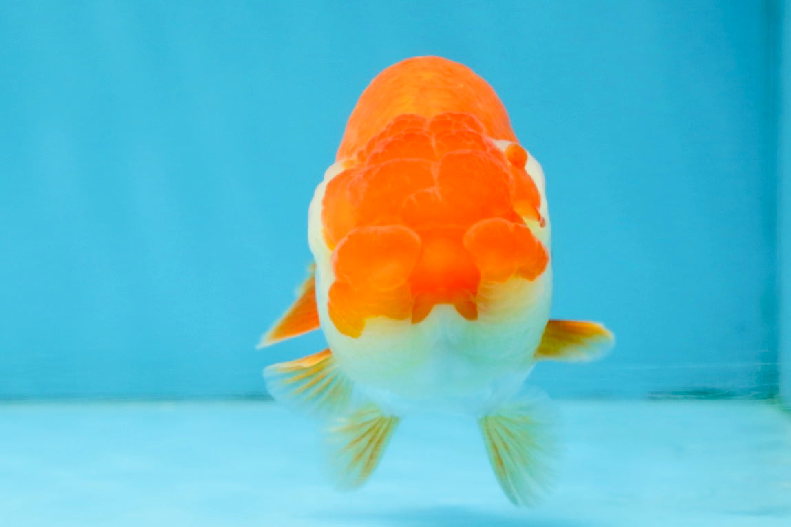 A Grade Red White LionQueen 4 inches #112125LC_06