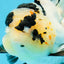 AAA Grade Panda Butterfly Oranda Female 5.5 inches #121324OR_14