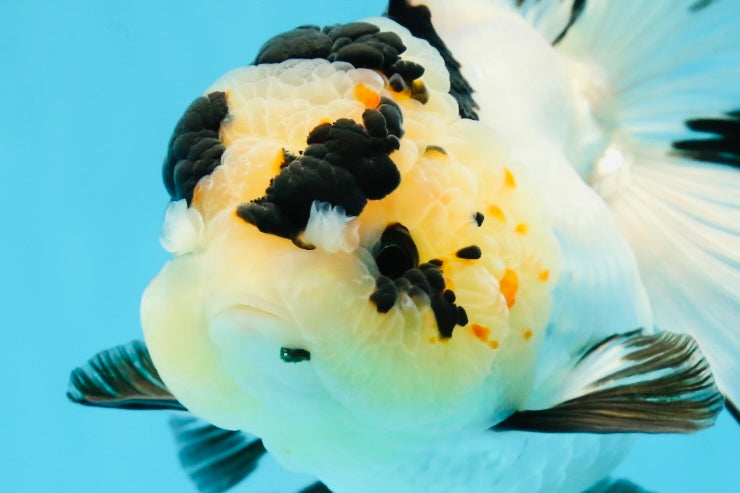 AAA Grade Panda Butterfly Oranda Female 5.5 inches #121324OR_14