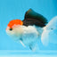 Red Head Tricolor Oranda Male 5.5 inches #0706OR_04