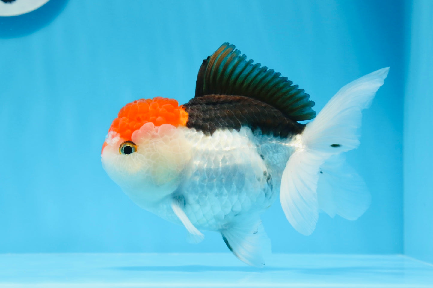 Oranda tricolor de cabeza roja, macho, 5,5 pulgadas, n.° 0706OR_04