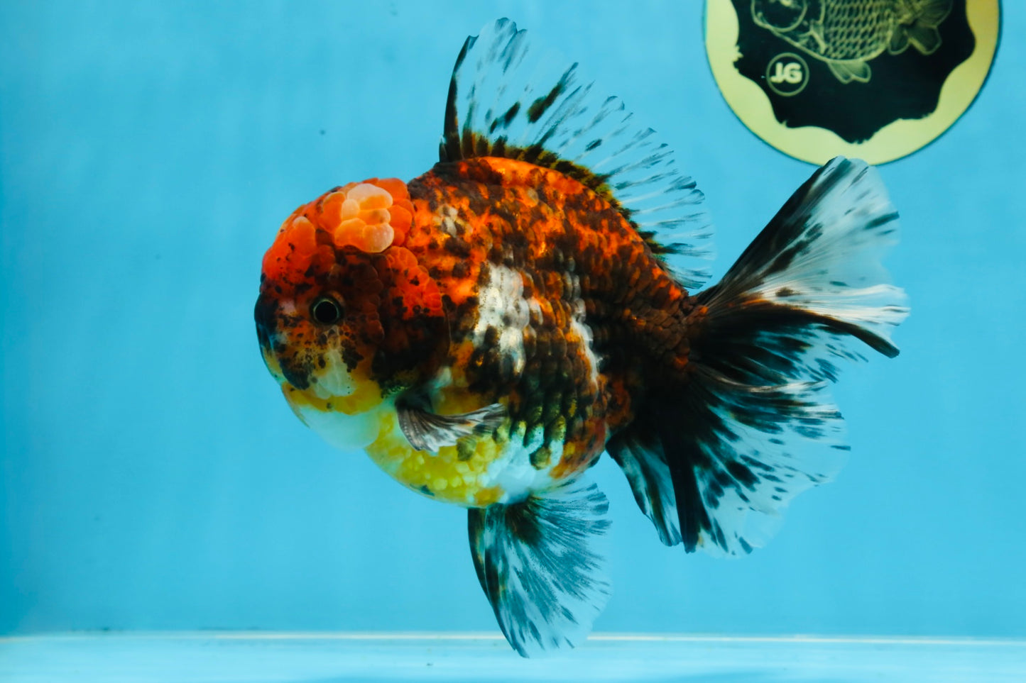 AAA Grade Calico Oranda Male 6 inches #101725OR_23