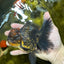 AAA Grade Tiger Oranda Female 5 inches #0119OR_07