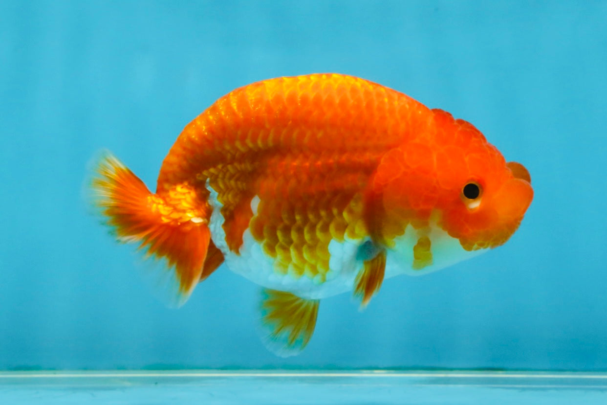 SUPER TOMATO A Grade Red White LionQueen 4.5 inches #120525LC_10