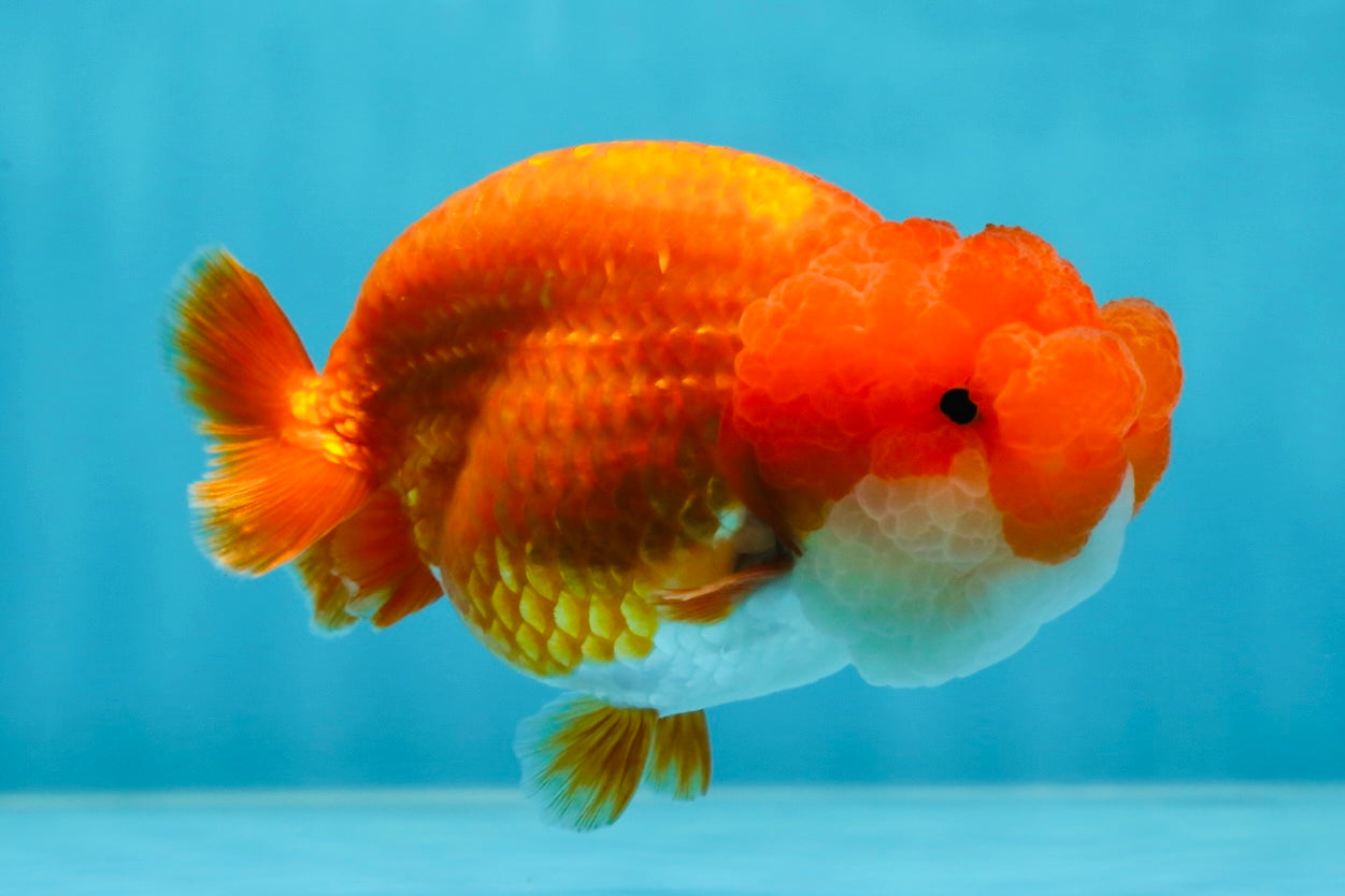 TOP WEN AAA Grade SUPER WEN Red White LionQueen 4.5 inches #050225LC_17