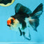 Tricolor Oranda Female 5-5.5 inches #111425OR_17