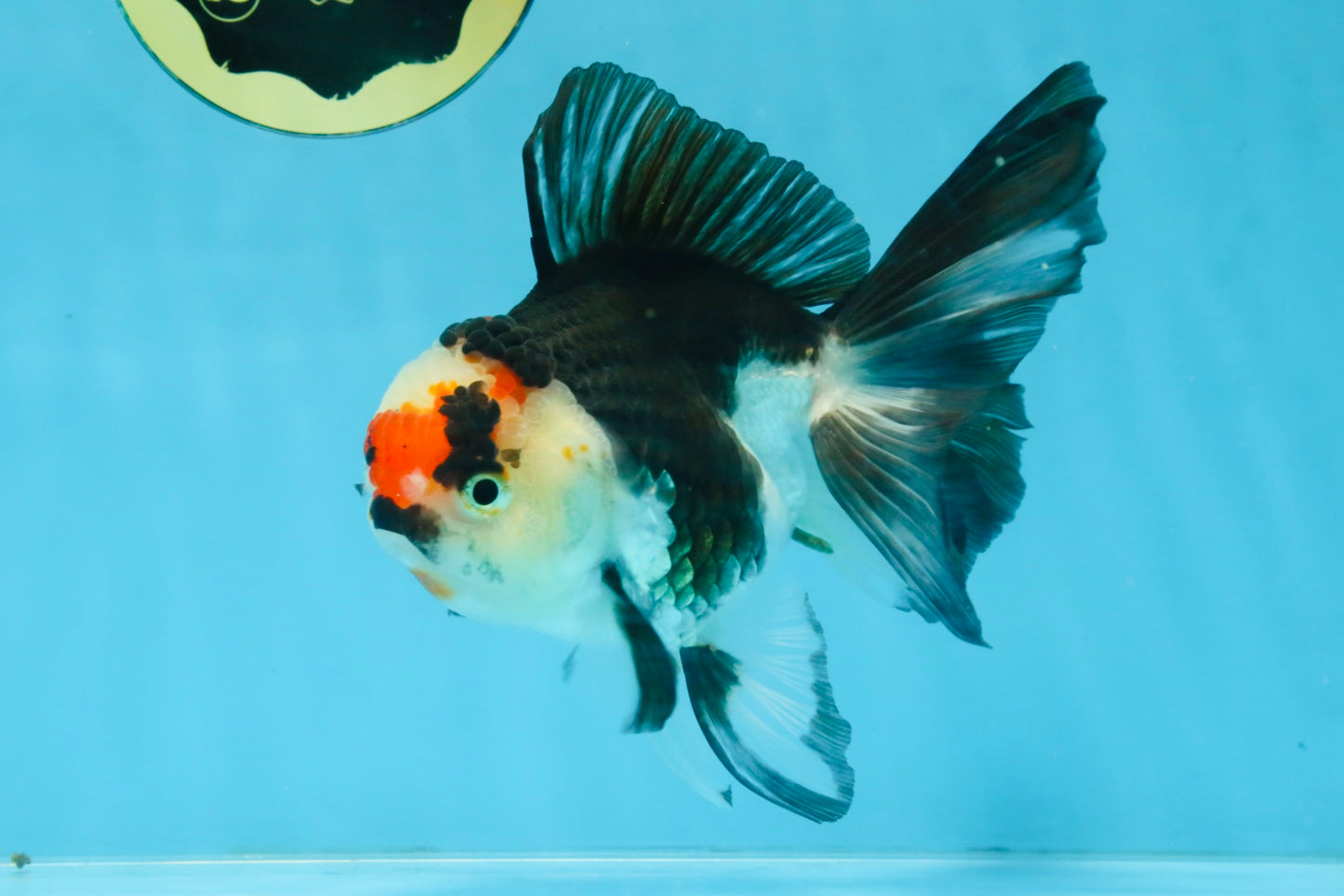 Tricolor Oranda Female 5-5.5 inches #111425OR_17
