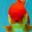 IRON MAN A Grade Red White Oranda Female 6-6.5 inches #080726OR_07