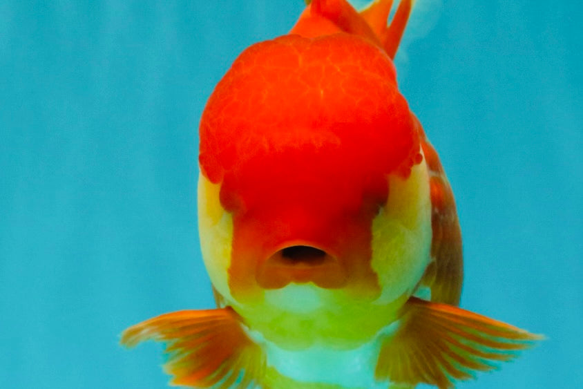 IRON MAN A Grade Red White Oranda Female 6-6.5 inches #080726OR_07