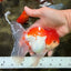 MARIO A Grade Red White Oranda Male 5.5-6 inches #101626OR_10