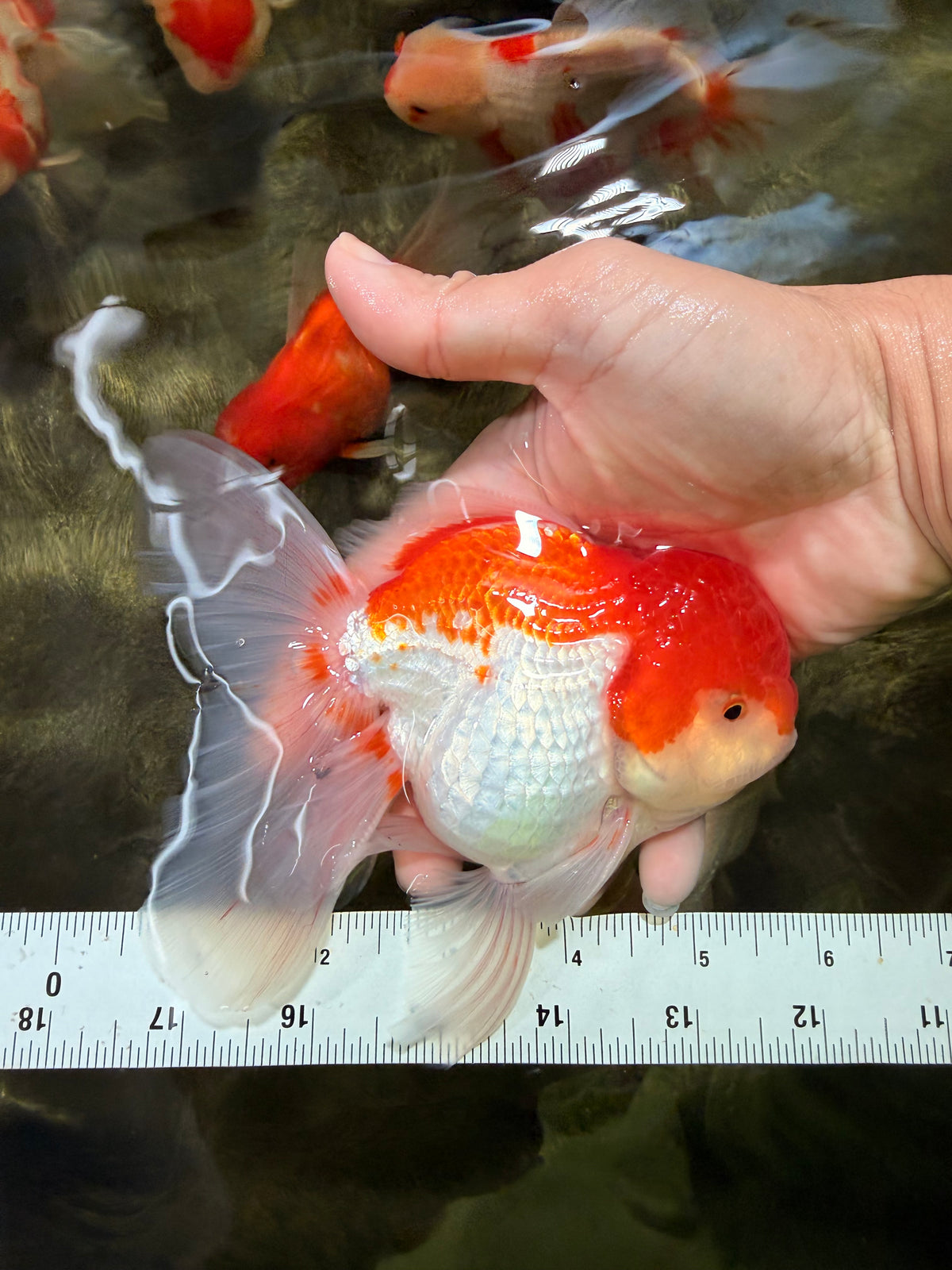 MARIO A Grade Red White Oranda Male 5.5-6 inches #101626OR_10