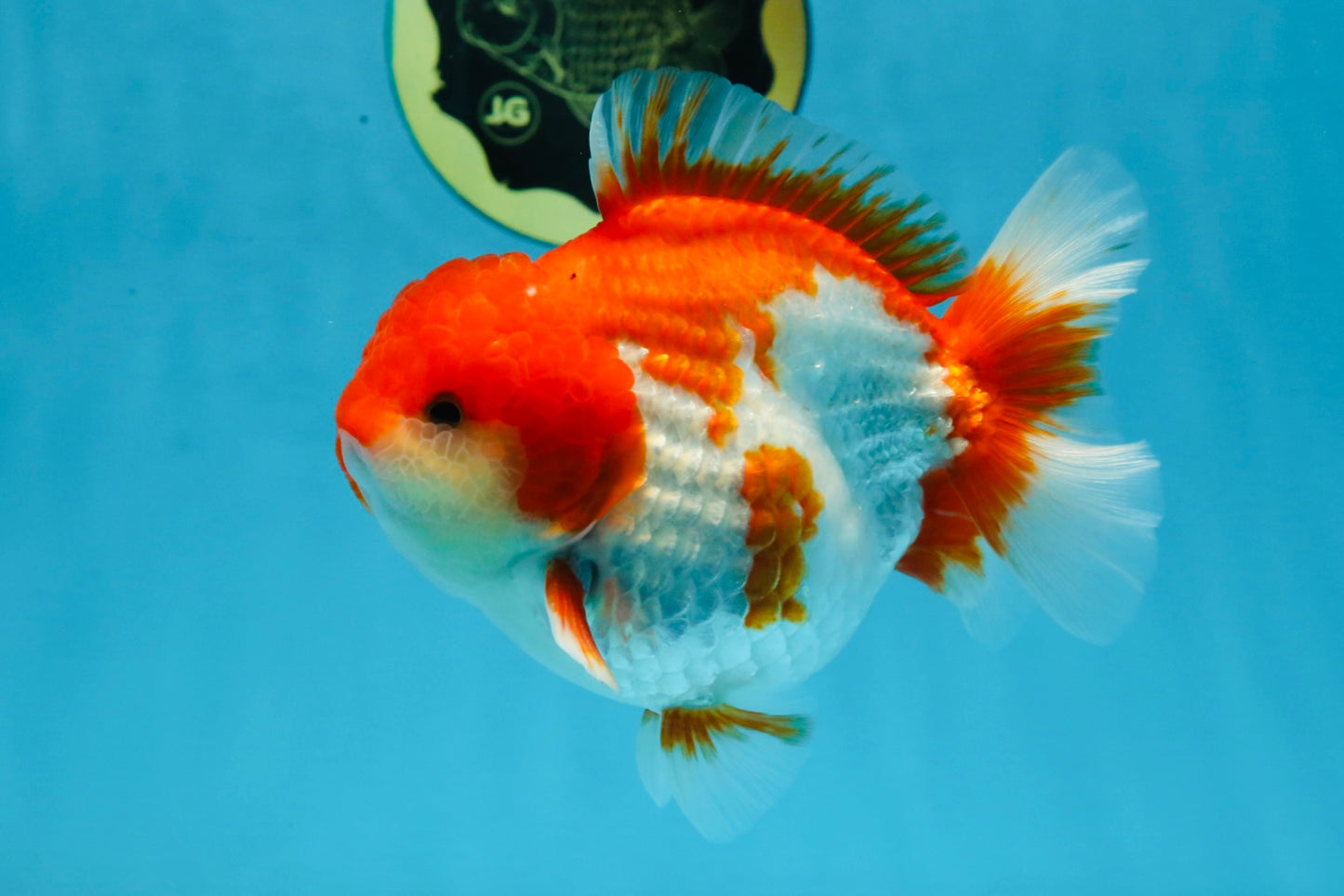 A Grade Red White Yuanbao Male 5-5.5 inches #101725YB_25