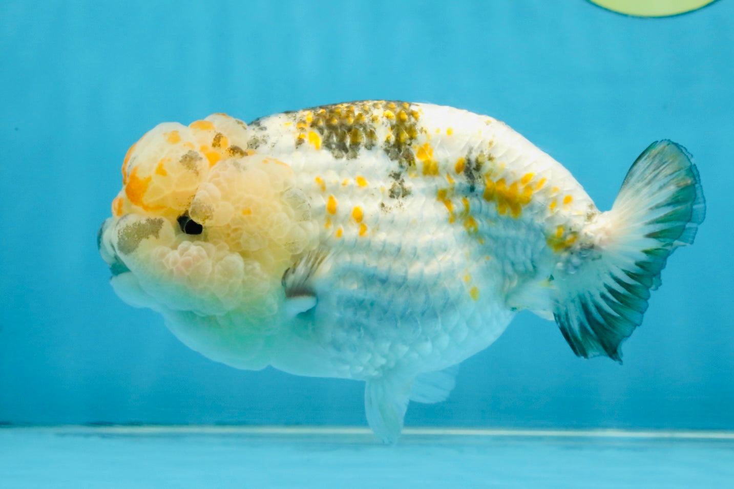 SUPER CUTE Sakura LionChu Female 5.5 inches #121925LC_08