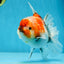 A Grade Chonky Sakura Oranda Female 5-5.5 inches #071125OR_11