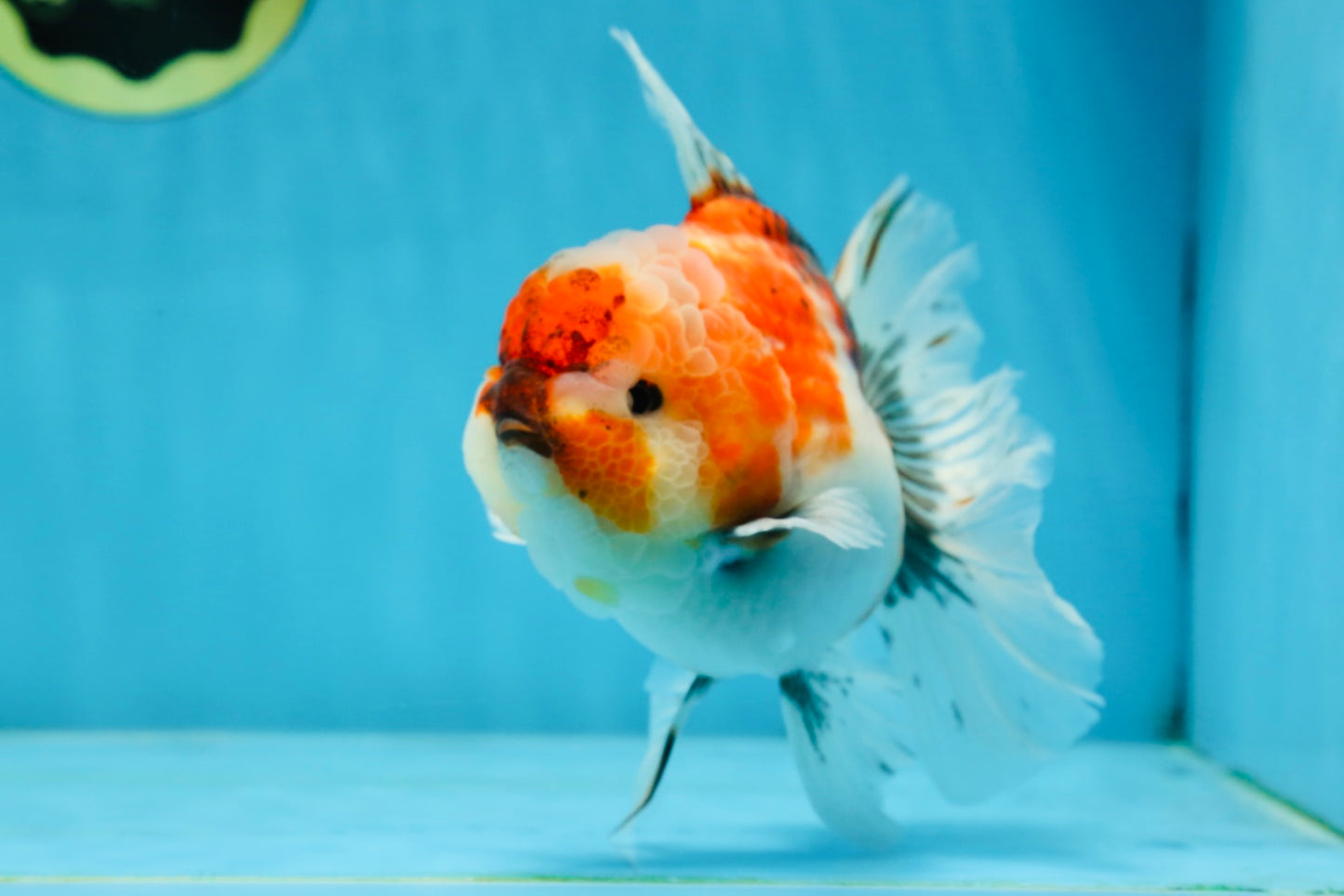 A Grade Chonky Sakura Oranda Female 5-5.5 inches #071125OR_11