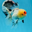 AAA Grade Tricolor Oranda Male 4.5-5 inches #0830OR_18