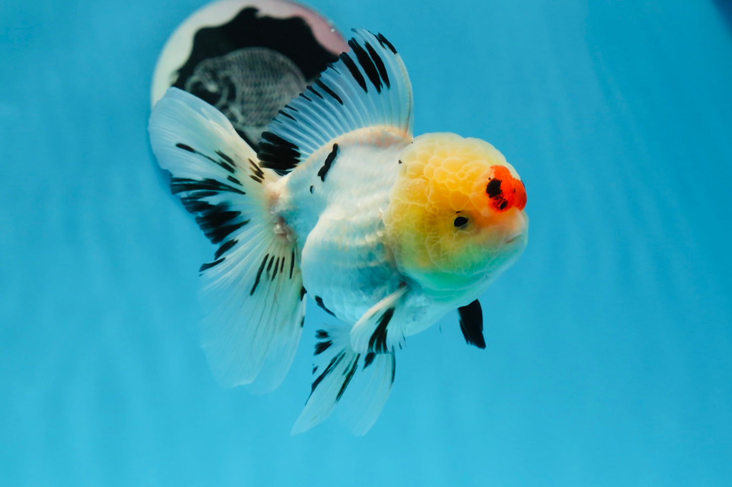 AAA Grade Tricolor Oranda Male 4.5-5 inches #0830OR_18