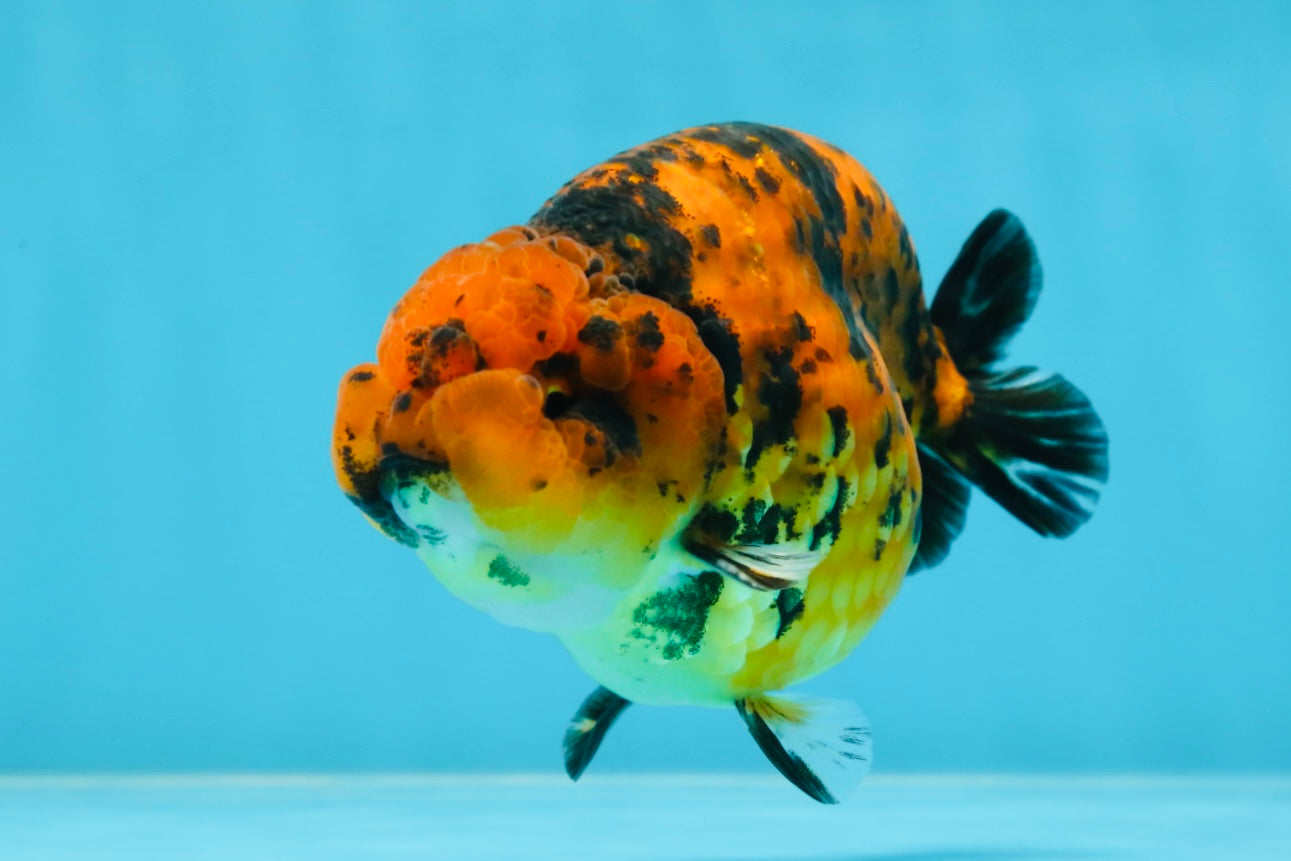 AAA Grade Tiger LionKing 4-4.5  inches #053025LC_10