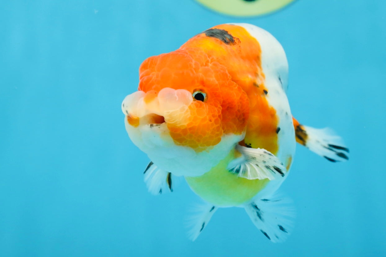 A Grade Freckled Chubby Calico LionKing 4.5 inches #062025LC_07