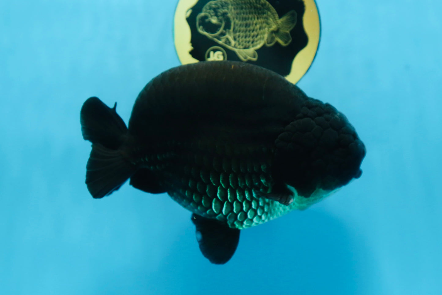 AAA Grade SPECIAL Kingkong Black Ranchu Male 5.5-6 inches #091225RC_03