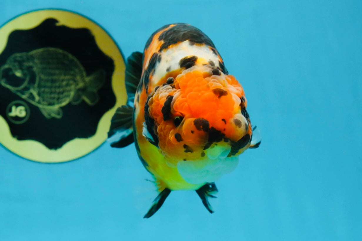 AAA Grade Calico Tiger Chinese Ranchu Male 5 inches #101025RC_19