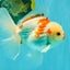 A Grade Red White Oranda Male 6 inches #071726OR_29