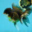 A Grade Chicken Tricolor Oranda Male 5 inches #112924OR_18