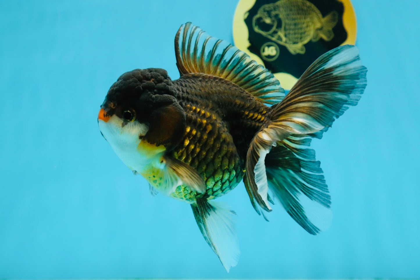 A Grade Chicken Tricolor Oranda Male 5 inches #112924OR_18