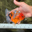 Calico Yuanbao Male 4.5-5 inches #073126YB_15