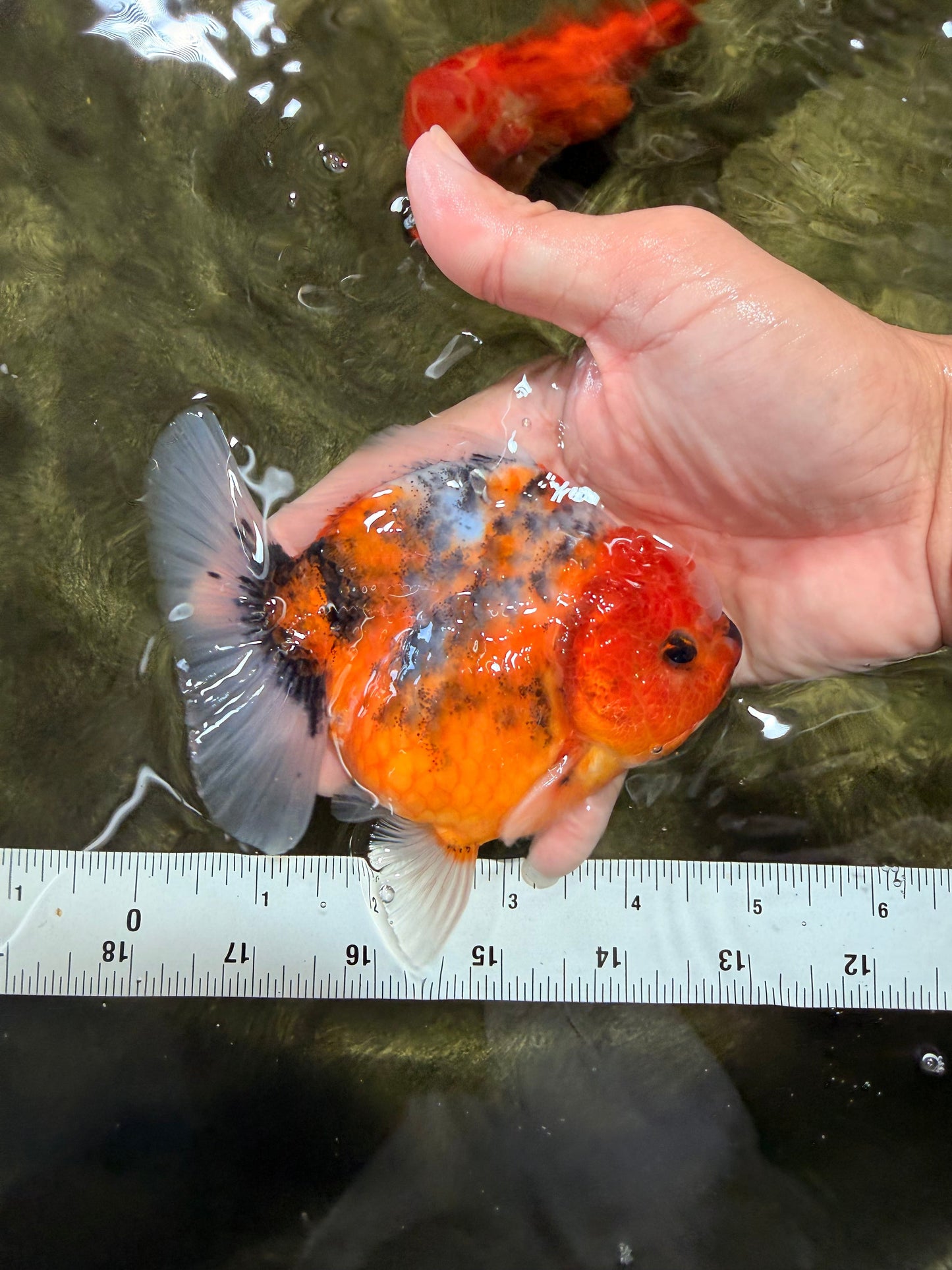 Calico Yuanbao Male 4.5-5 inches #073126YB_15